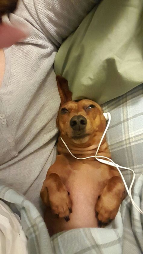 Listening to my favorite song Dog Listening To Music Aesthetic, Dog Spotify Cover, Animal Listening To Music, Animals With Headphones, Listen To Music Meme, Dog Headphones, Dog Listening To Music, Cat Listening To Music, Dog With Headphones