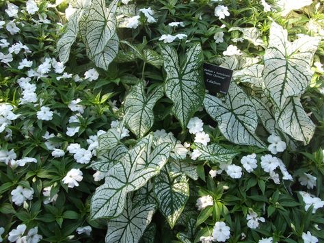 Magenta Rose, Front Landscaping, Variegated Plants, Brick Patios, Plant Combinations, Enchanted Garden, White Gardens, Shade Plants, Small Patio