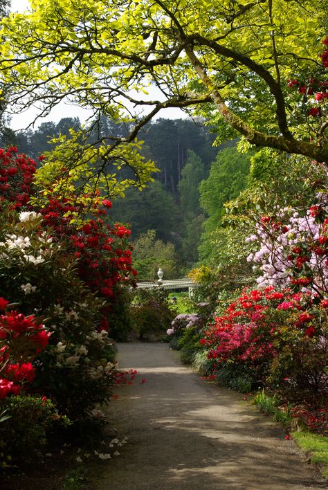 one of my favourite gardens in North Wales - Bodnant Garden in the beautiful Conwy Valley. Gardens Of The World, The Secret Garden, Late Spring, North Wales, Gorgeous Gardens, Gardening Supplies, English Garden, Non Fiction, Shade Garden