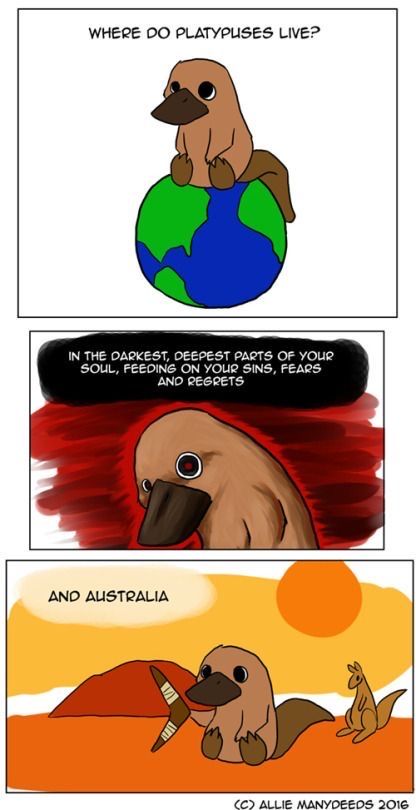 Cute Platypus, Platypus, Funny Animal Memes, Animal Memes, Super Funny, Anaconda, Cute Funny Animals, Funny Comics, For Today