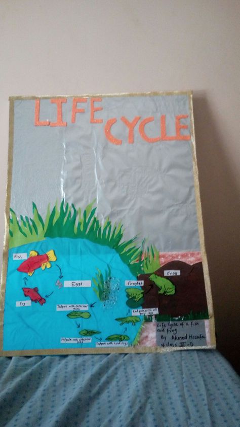 Ks1 Science, Fish Life Cycle, Sac Diy, Fish Crafts, Kids Fishing, Anchor Chart, Fish Pond, Leopard Animal, Life Cycle