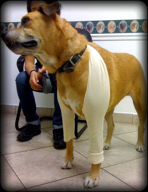 DIY Dog Leggings - PetDIYs.com stockinette bandage after surgery this is a great idea Dog Wound, Dog Leg, Dog Clothes Patterns, Dog Info, Diy Dog, Pet Hacks, Dog Training Tips, Diy Dog Stuff, Training Your Dog