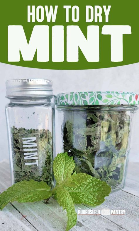 Dehydrate or dry mint is so easy to do and a great way to have mint flavor all year long! Learn the secrets of drying and storing mint for optimum flavor! Get great ideas to use dried mint in anything! Mint Recipes Fresh, Dehydrating Food Storage, Drying Fresh Herbs, Drying Mint Leaves, Food Dehydration, Dehydrated Vegetables, Medicinal Herbs Garden, Food Dehydrator, Mint Recipes