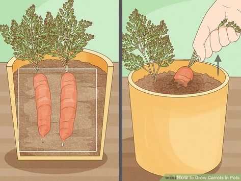 Grow Carrots, Canned Carrots, How To Plant Carrots, Carrot Gardening, Seed Starter Kit, Growing Carrots, Plastic Jugs, Vegetable Bed, Seed Starter