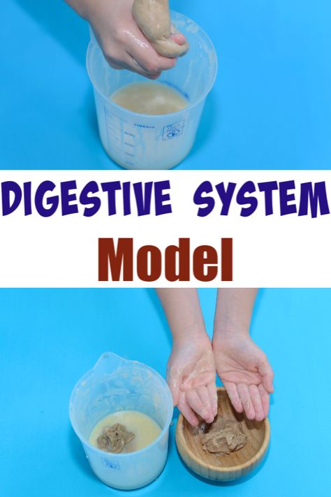 Easy Digestive System Model - use tights to model the small intestine #humanbodyscience #scienceforkids #makingsciencefun #scienceexperiments #digestionmodel Human Digestive System Model, Digestive System Activities, Digestive System Model, Cooking Science, Biology For Kids, Body Science, Human Body Science, Human Body Activities, Human Biology