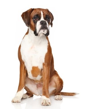 Boxer information including pictures, training, behavior, and care of Boxer and dog breed mixes. Boxer Dogs Brindle, Boxer Breed, Feeling Low, Dog Quotes Love, Dog Club, Dogs Training, Dogs Breeds, Boxer Puppies, Dog Brushing