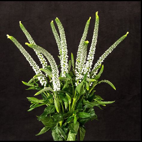 White Veronica Flower, Veronica Flower Arrangement, Veronica White Flower, Veronica Flower, Veronica White, White Veronica, White Flower Bouquet, Halloween Party Themes, Flower Ideas