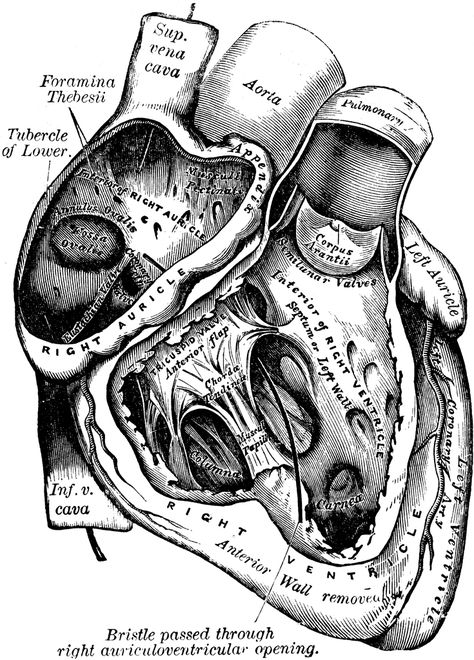 Heart with Right Auricle and Ventricle Laid Open Medical Drawings, Male Figure Drawing, The Human Heart, Heart Anatomy, Human Figure Drawing, Medical Anatomy, Architecture Tattoo, Medical Design, Heart Illustration