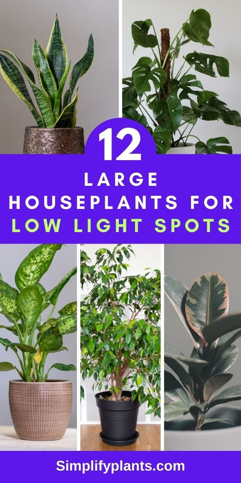 "12 large indoor plants, low light houseplants, indoor gardening, houseplant 
decor, plant care tips, indoor plant ideas, low light plant options, indoor 
plant enthusiasts, plant lovers, houseplant inspiration, home decor, indoor 
plant styling" Houseplants For Low Light, Large Houseplants, Best Plants For Bedroom, Low Light House Plants, Low Light Indoor Plants, Household Plants, Plant Care Houseplant, Apartment Plants, Inside Plants