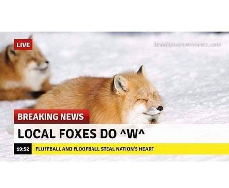 Fox Memes, Pretty Animals, Izu, Silly Animals, Cute Memes, Animal Jokes, Cute Little Animals, 귀여운 동물, Animal Memes