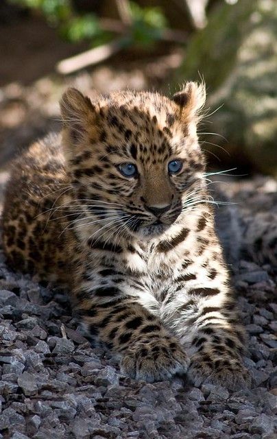 Music Gif, Funny Wildlife, Amur Leopard, Wild Animals Photos, Leopard Cub, Baby Leopard, Endangered Animals, Domestic Cat, Beautiful Animals