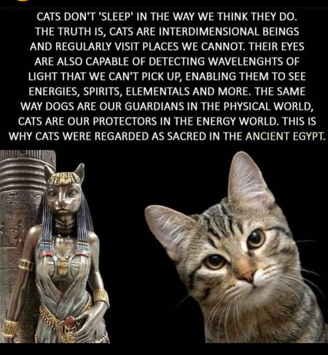 Cat Spirit, Black Cat Aesthetic, Protect Your Energy, Spiritual Manifestation, Animal Facts, Pet Hacks, Cat Facts, Cat Quotes, Funny Cute Cats