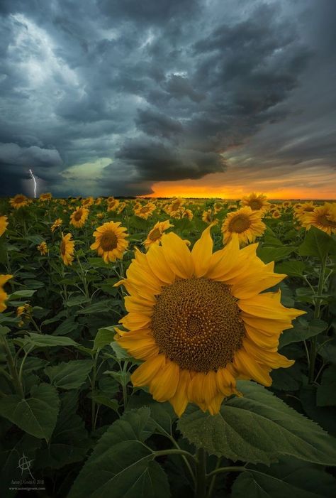 Rolled Magazine Art, August Weather, Manipura Chakra, City Life Photography, Y2k Art, Sunflower Pictures, What A Beautiful World, Sunflower Wallpaper, Nature Aesthetic