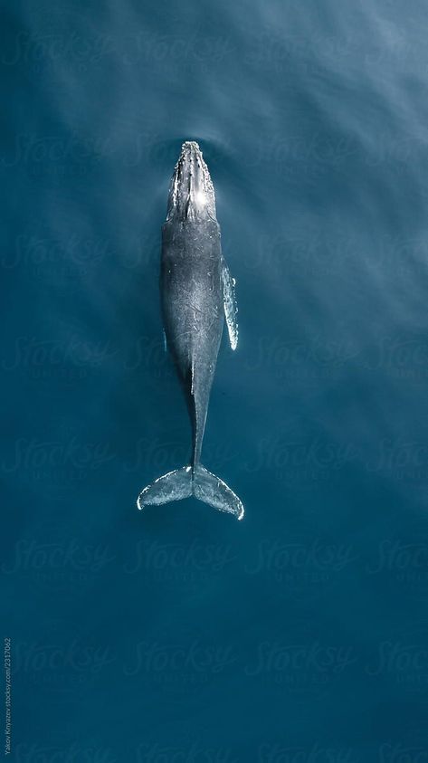 Swimming humpback whale in ocean by Yakov Knyazev - Stocksy United #humpback #environment #ocean #stock #stockphoto Whale In Ocean, Whale Photo, Whale Swimming, Whale Facts, Whale Pictures, Largest Whale, Whale Drawing, Whale Illustration, Whale Tattoos