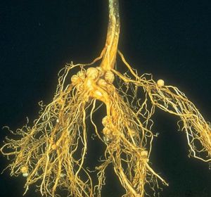 Rhizosphere: environment and mycorrhizal fungi - MicrobeWiki Mycorrhizal Fungi, Mineral Nutrition, Plant Physiology, Nitrogen Fixation, Soil Health, Beneath The Surface, Plant Roots, Organic Matter, Garden Soil