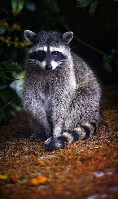 Raccoon Repellent, Raccoon Art, Pet Raccoon, Animals Crossing, Nocturnal Animals, Cute Raccoon, Trash Panda, Racoon, Amazing Animals