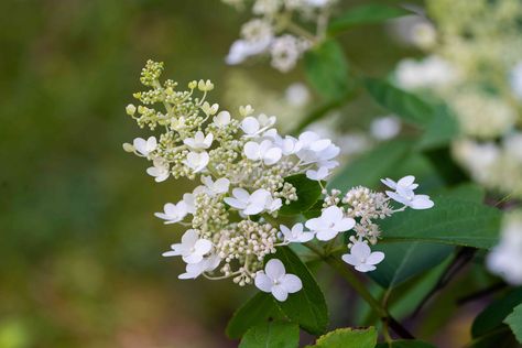 How to Grow and Care for Tardiva Hydrangea Tardiva Hydrangea, Strawberry Sundae Hydrangea, Hydrangea Shrub, Types Of Hydrangeas, Hydrangea Varieties, Strawberry Sundae, Panicle Hydrangea, Hydrangea Bloom, Root Structure