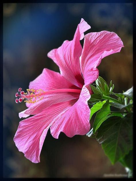 Hibiscus Mural, Flowers Garden Ideas, Enjoy Weekend, Photos Flowers, Hibiscus Plant, Flower Close Up, Beautiful Flowers Photos, Image Nature, Pansies Flowers