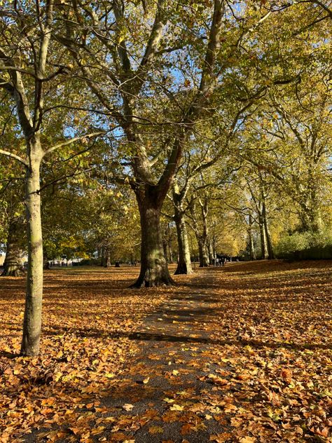 English woodland trees with their autumn leaves littering the floor around them creating an orange and red carpet. Battersea Park, London, autumn aesthetic. Battersea Park, Princess Parking, Autumn Park, Taylor Swift Lyrics, Tree Trunk, Taylor Swift, Swift, Castle, Country Roads