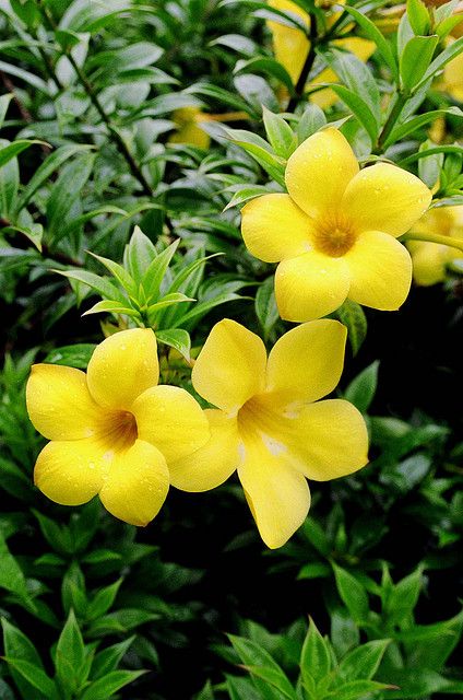 Alamanda,trompetadorada, amarilla jazmín de cuba Yellow Flowers, Flower Garden, Yellow, Flowers, Green