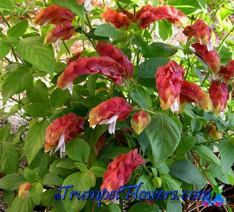 shrimp plant pictures | Shrimp Plants Red Shrimp Plant, Shrimp Plants, Shrimp Plant, Cocktail Shrimp, Florida Gardens, Pink Shrimp, Flowering House Plants, Fruit Cocktail, Easy Shrimp