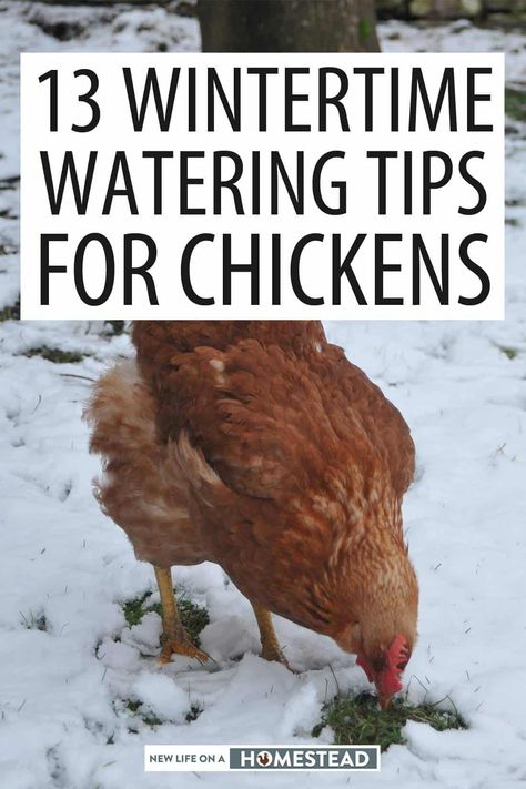 Chickens In The Winter, Types Of Chickens, Backyard Chicken Farming, Chicken Life, Chicken Health, Chicken Eating, Kentucky Fried, Raising Backyard Chickens, Chicken Garden