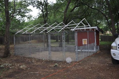 Catio Ideas Cat, Ancona Ducks, Sebastopol Geese, Building A Chicken Run, Cat Habitat, Chicken Board, Urban Chicken, Urban Chicken Farming, Catio Ideas