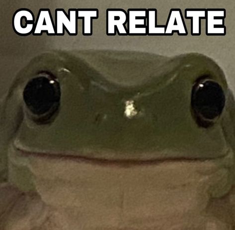 Communication Pictures, Cute Animal Quotes, Frog Meme, Frog Pictures, Therapy Animals, Funny Frogs, Jokes Pics, I Dont Have Friends, Funny Doodles