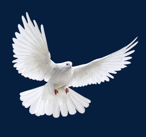 Puppy Activities, Dove Png, Bluebird Watercolor, Holly Spirit, Dove Flying, Dove Images, Dove Tattoos, Holy Spirit Dove, White Pigeon