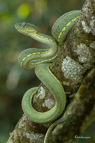 Ecuador 2016 | Seth Cohen | Flickr Snake Images, Snake Photos, Exotic Pet, Beast Creature, Pit Viper, Cute Snake, Nature And Wildlife, Pet Snake, Beautiful Snakes