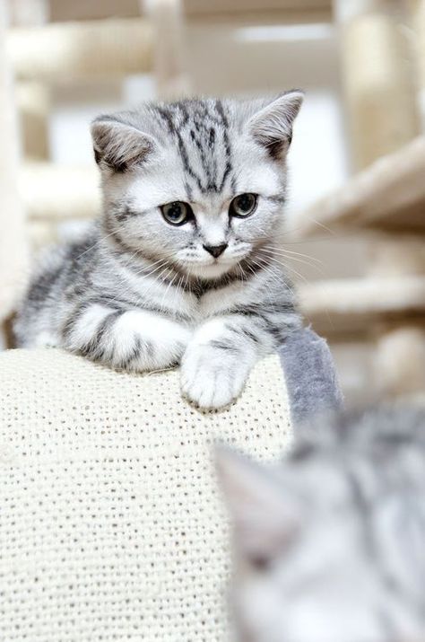 Silver Tabby Kitten, Grey Kitten, Tabby Kitten, Funny Kitty, Söt Katt, Cute Kitties, Kittens And Puppies, Here Kitty Kitty, Cute Cats And Kittens