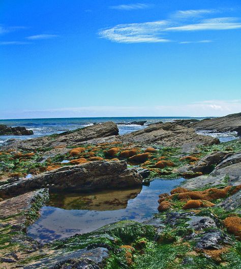 intertidal zone @ rocky bay, co. cork, ireland Types Of Habitats, Intertidal Zone, Man Reference, Stylized Art, Tidal Pool, Beautiful Sunny Day, Painting References, Land And Sea, Cork Ireland