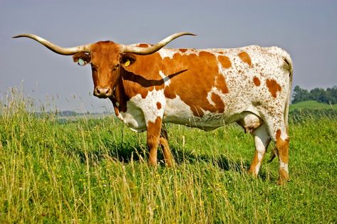 Domesticated Animals, Long Horns, Longhorn Steer, Longhorn Cattle, Longhorn Cow, Long Horn, Lake Austin, Cattle Farming, Texas Longhorn