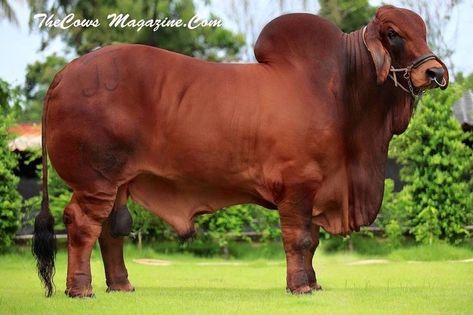 Brahma Bull, Breeds Of Cows, Bucking Bulls, Cow Colour, Cow Photos, Barn Animals, Bull Cow, Cattle Breeds, Cow Pictures