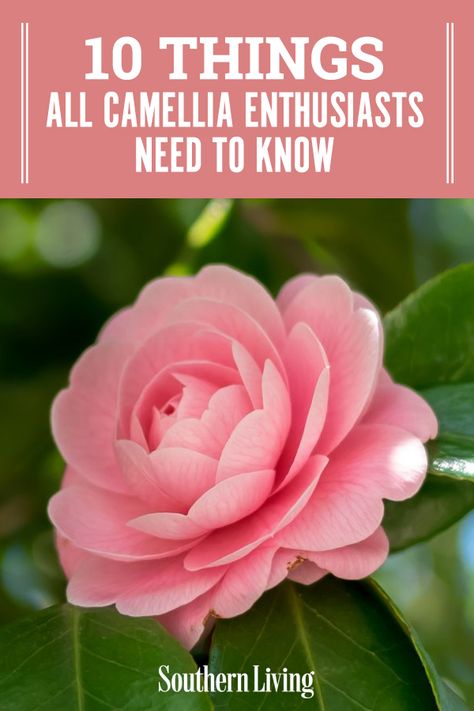 Read here for a few camellia facts all enthusiasts should know, and you just might learn something new about these Southern-favorite shrubs. #gardening #gardenideas #camelliatips #howtogrowcamellia #camelliagarden #southernliving Camellia Bush Landscaping, Camelia Bush Landscaping, Camellia Garden Design, Camila Flower Tree, Camellias In Landscaping, Camelias Landscaping, How To Prune Camellias, Camillia Bush Landscape, Camilia Flower Tree