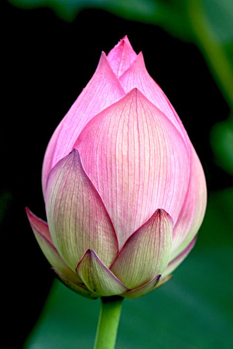 Ueno Zoo, Lotus Flower Painting, Lotus Bud, Plant Bud, Lotus Flower Pictures, Transparent Watercolor, Lotus Painting, Lilly Flower, Watercolour Flowers