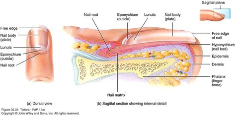 Structure of a Fingernail Nail Anatomy Project, Parts Of The Nail Anatomy, Compact Bone Histology, Trachea Histology, Sagittal Plane, Esophagus Histology, Prediabetic Diet, Cleaning Your Ears, Kidney Cleanse