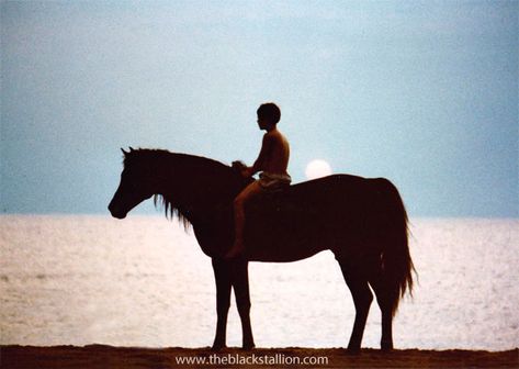 Black Stallion Movie, Senior Horse Care, Black Stallion Horse, The Black Stallion, Photography Degree, Horse Movies, American Pharoah, Stallion Horses, Arabian Stallions