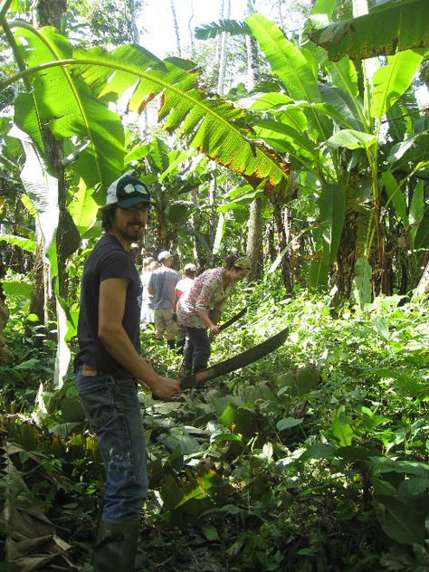 Why not take a look at our Agro Forestry and Environmental Conservation Project based in Ecuador! Syntropic Agroforestry, Agro Forestry, Forest Conservation, Garden Layout Vegetable, Cloud Forest, Hair Patterns, Environmental Conservation, Organic Farm, Food Forest