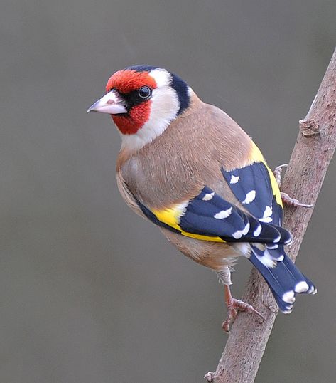 Pete Blanchard European Goldfinch, Kinds Of Birds, Airbrush Art, Colorful Bird, Nature Birds, Goldfinch, All Birds, Exotic Birds, Bird Pictures