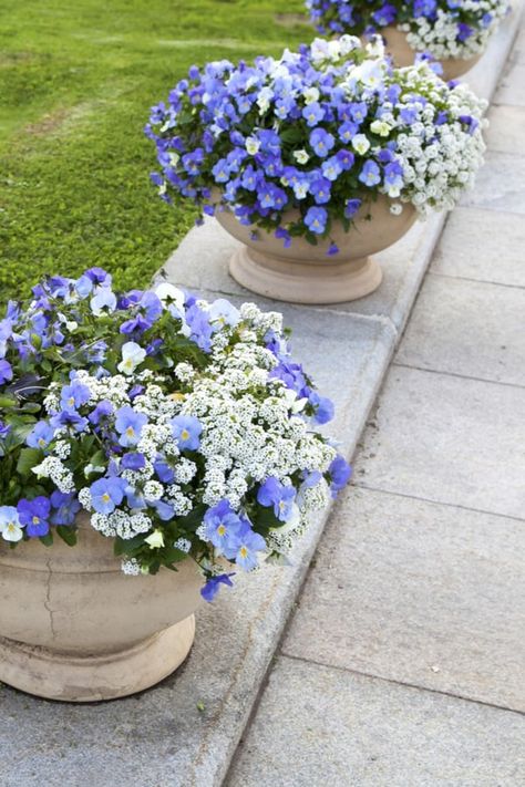 Potted Plant Flower Bed, Front Container Garden, Potted Plant Garden Ideas, Sweet Allysum Plants, Front House Landscaping Flowers, Potted Flower Arrangements, Allysum In Pots, Spring Potted Plants, Alyssum Flowers In Pots