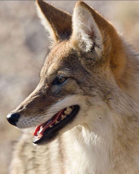 Canine Reference Photo, Coyote Fursona, Coyote Therian Mask, Coyote Photography, Coyote Reference, Coyote Drawing, Coyote Therian, Coyote Art, Coyote Animal