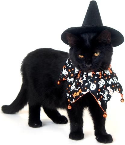 Meowingtons.com Black Cat Halloween Costume, Cat Halloween Costume, Pet Halloween Costumes, Witch Cat, A Black Cat, Cat Pumpkin, Halloween Desserts, Halloween Animals, Cat Costumes