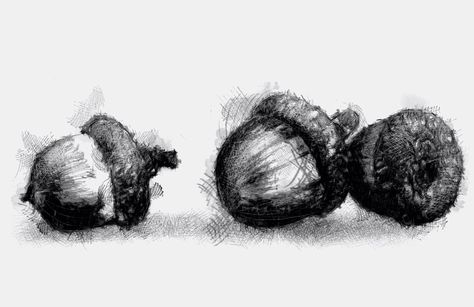 Acorns Drawing, Acorn Drawing, Acorn Fairy, Acorn Tattoo, Road Drawing, Botanical Drawing, Art Drawing Sketch, Woodland Art, Sketch A Day