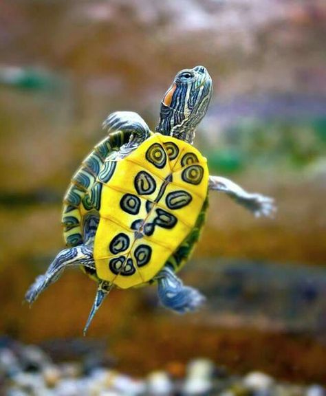 Colorful little turtle Turtle Love, A Turtle, Reptiles And Amphibians, Sea Turtles, Lizards, Amphibians, Sea Creatures, Adorable Animals, Beautiful Creatures