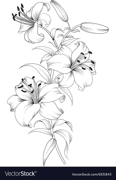 Ako Kresliť, Lilies Drawing, Lily Flower Tattoos, Pencil Drawings Of Flowers, Beautiful Flower Drawings, Butterfly Tattoos, Flower Art Drawing, Flower Sketches, Flower Tattoo Designs