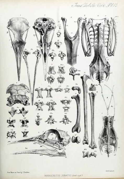 bones Bird Bones, Scientific Drawing, Skull Anatomy, Animal Skeletons, Science Illustration, Bones And Muscles, Bird Skull, Animal Bones, Sketchbook Pages