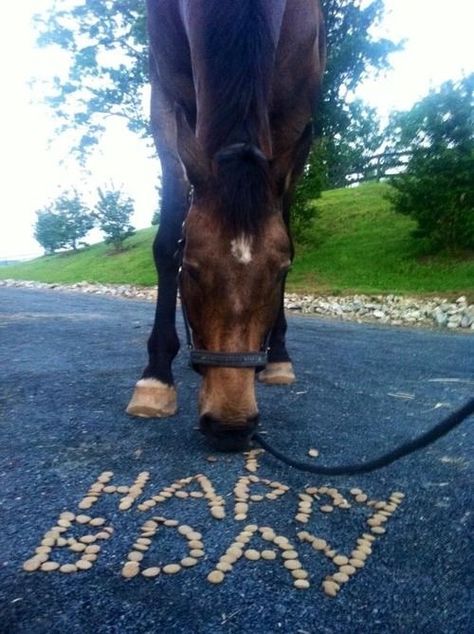 Birthday Wishes Horse Lover, Happy Birthday Horse Lover, Lover Birthday, Birthday Memes, Happy Birthday Art, Horse Birthday, Happy Birthday Meme, Happy Birthday Pictures, Happy Birthday Love