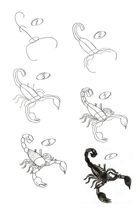 How To Draw Scorpion Step By Step, Scorpio Easy Drawing, Drawing Of A Scorpion, Bug Drawing Tutorial, How To Draw Scorpion, Easy Scorpion Drawing, Simple Scorpion Drawing, Scorpion Tail Drawing, Scorpions Drawing