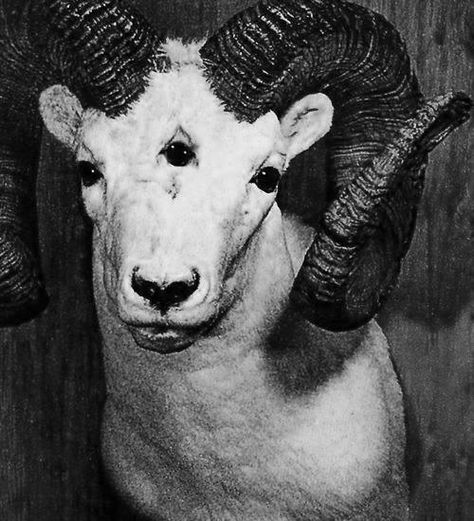 ... Arte Peculiar, Creepy Pictures, Occult Art, Tv Movie, Dark Art, Dark Fantasy, Art Inspo, Goats, Fantasy Art